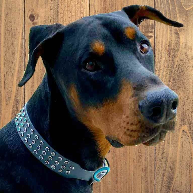 Designer Dog Collars Large Dogs  Luxury Dog Collars Large Dogs